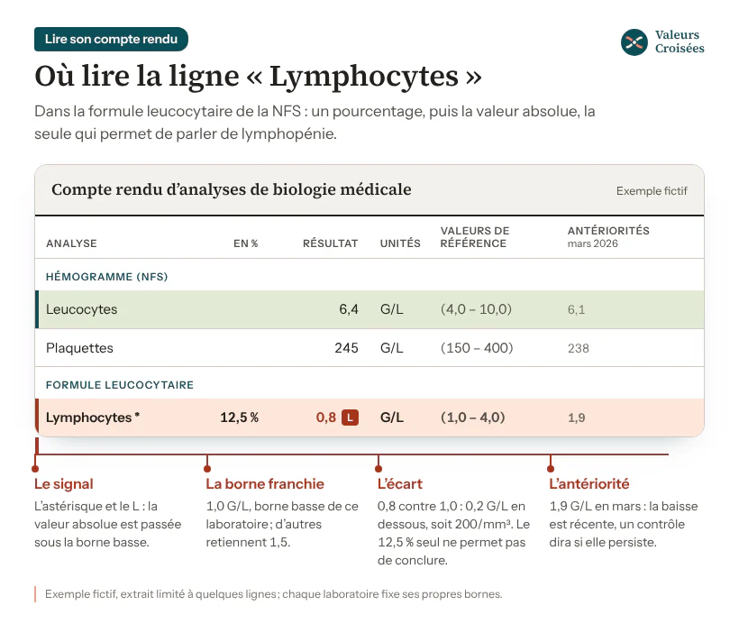 Extrait fictif de compte rendu de NFS : leucocytes à 6,4 G/L, normaux ; lymphocytes à 12,5 % et 0,8 G/L, signalés d’un astérisque et d’un L, pour des valeurs de référence de 1,0 à 4,0 G/L, contre 1,9 G/L au bilan précédent.