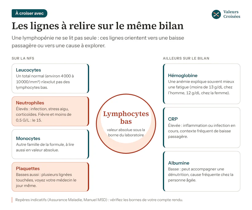 Schéma des lignes à croiser avec des lymphocytes bas : leucocytes, neutrophiles, monocytes et plaquettes sur la NFS ; hémoglobine, CRP et albumine ailleurs sur le bilan, avec ce que chacune apporte.
