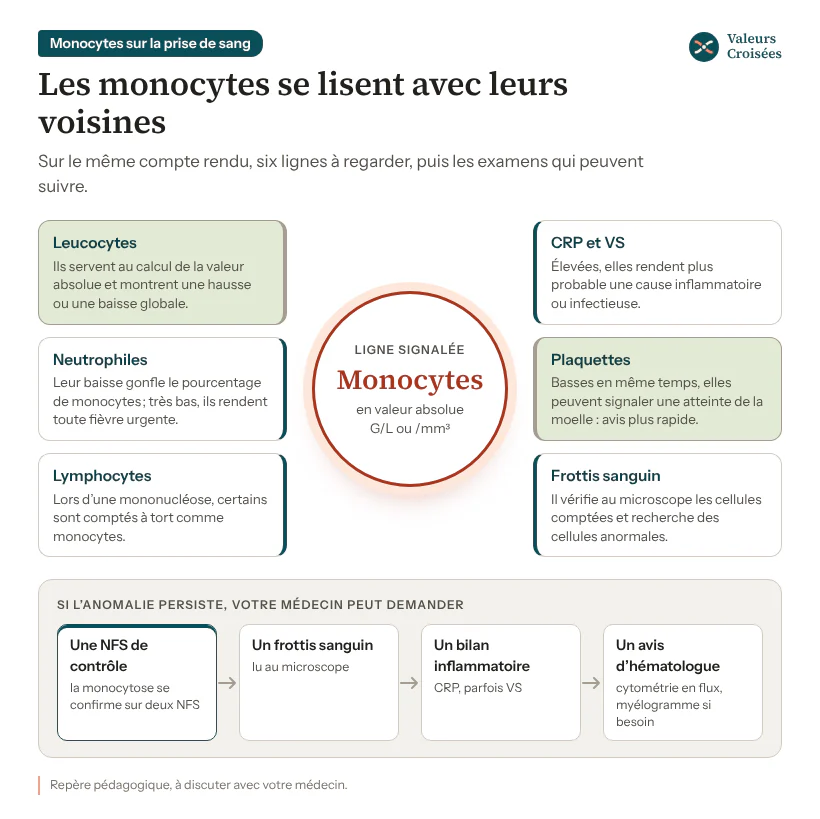 Schéma : les monocytes au centre, entourés des lignes à lire avec eux (leucocytes, neutrophiles, lymphocytes, CRP et VS, plaquettes, frottis sanguin), puis les examens qui peuvent suivre : NFS de contrôle, frottis, bilan inflammatoire, avis d’hématologue.