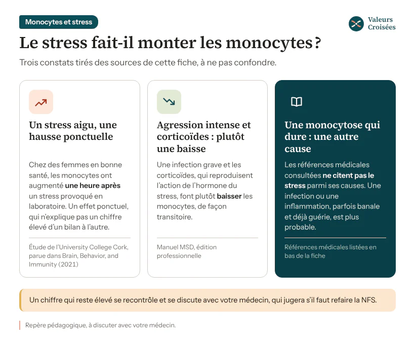 Trois encadrés sur le stress et les monocytes : un stress aigu provoqué en laboratoire a fait monter les monocytes une heure après ; une agression physique intense et les corticoïdes les font plutôt baisser ; le stress n’est pas cité parmi les causes de monocytose durable.