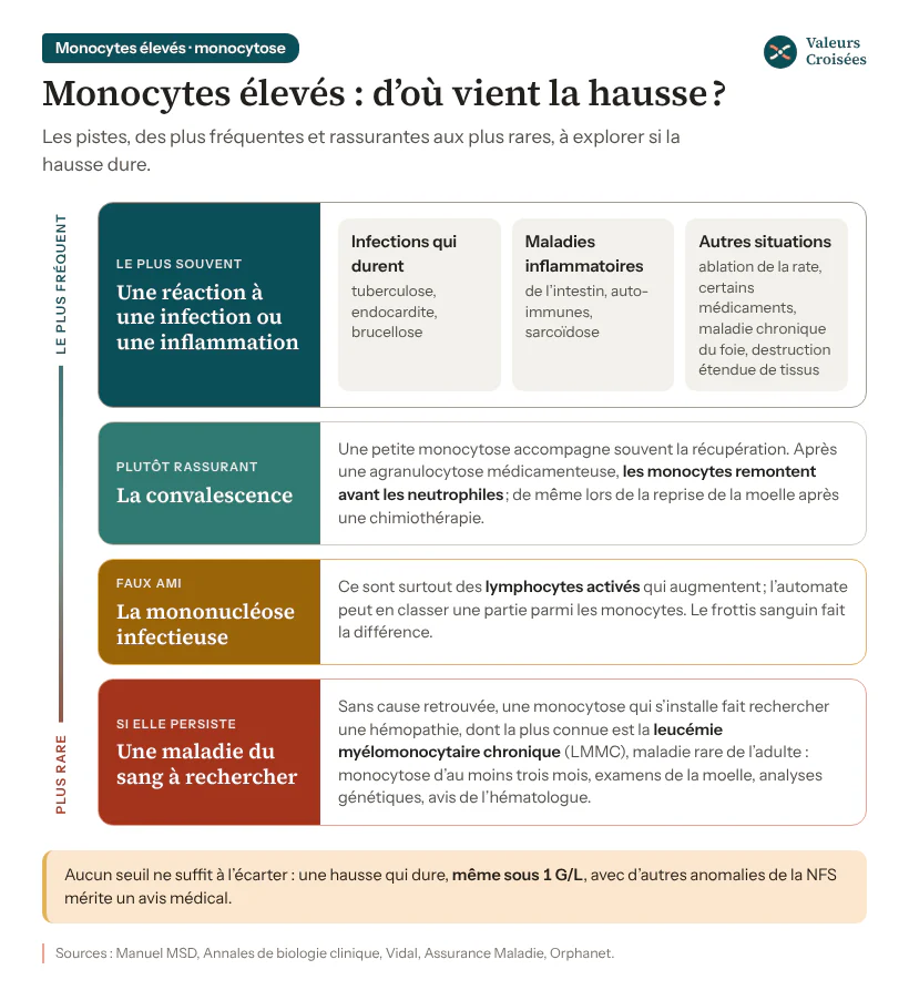Carte des causes de monocytes élevés, des plus fréquentes aux plus rares : infections qui durent et maladies inflammatoires, convalescence après une infection ou une chimiothérapie, mononucléose comptée à tort, et monocytose persistante qui fait rechercher une maladie du sang comme la LMMC.